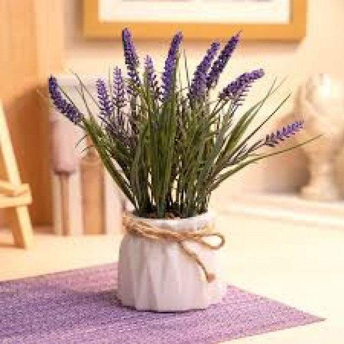 Лаванда в Усть-Каменогорске