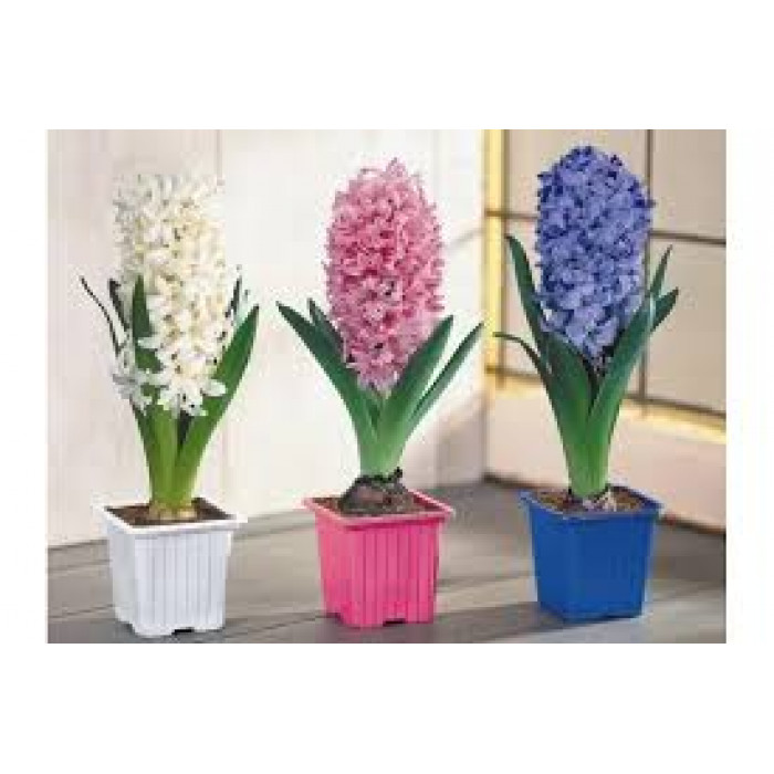 Гиацинты в Усть-Каменогорске