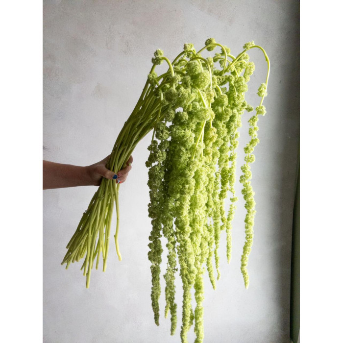 Амарантус в Усть-Каменогорске