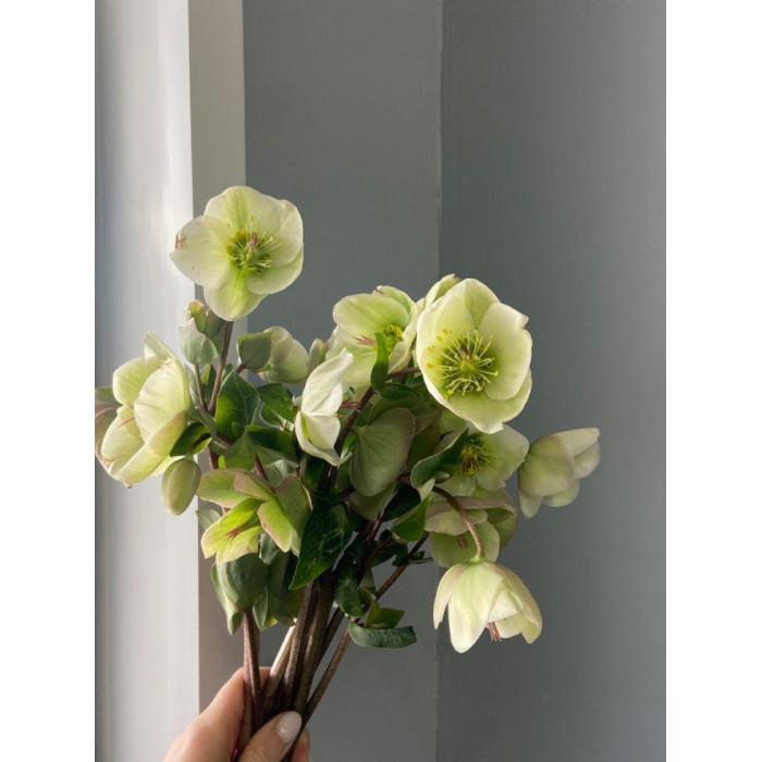 Хелеборус в Усть-Каменогорске