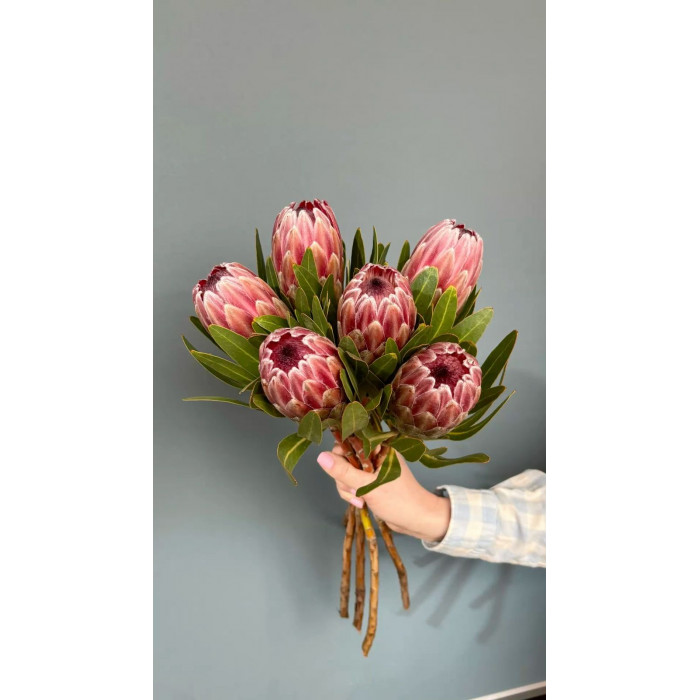 Протея в Усть-Каменогорске