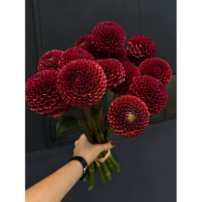 Георгины в Усть-Каменогорске