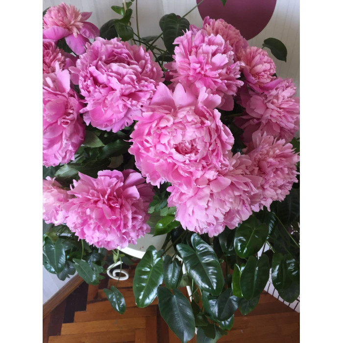 Пион древовидный в Усть-Каменогорске