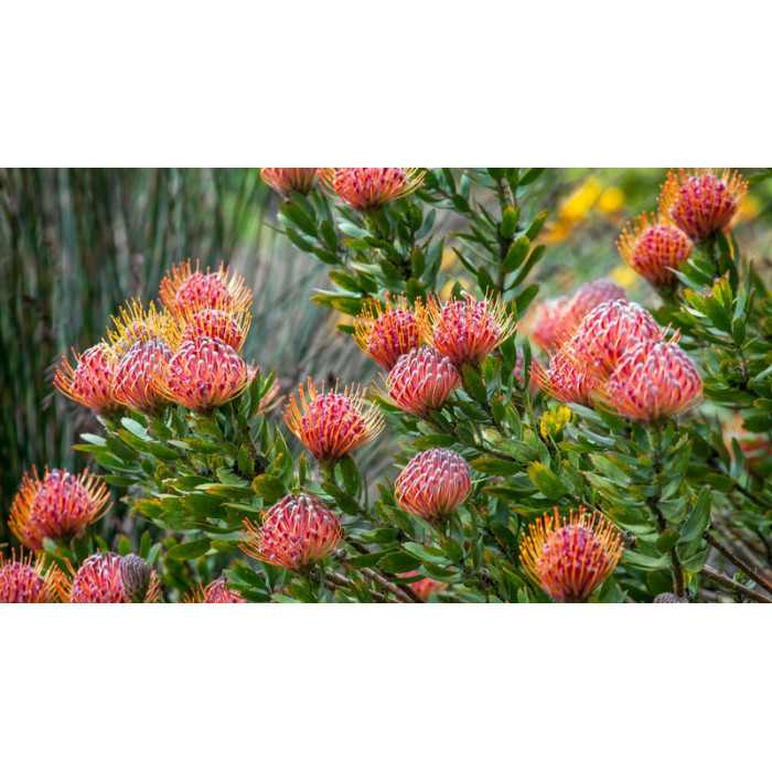 Леукоспермум в Усть-Каменогорске