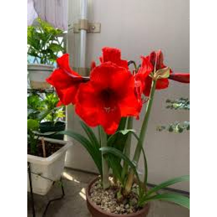 Амариллис в Усть-Каменогорске