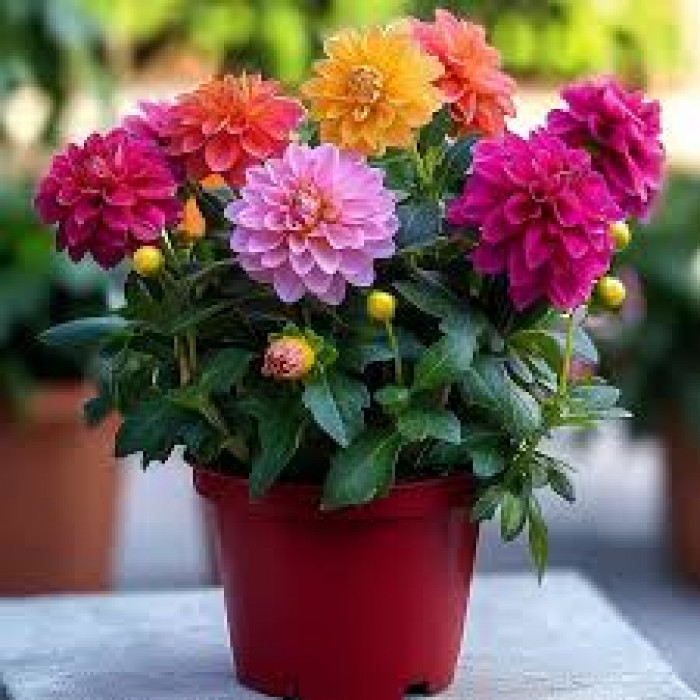 Георгины в Усть-Каменогорске