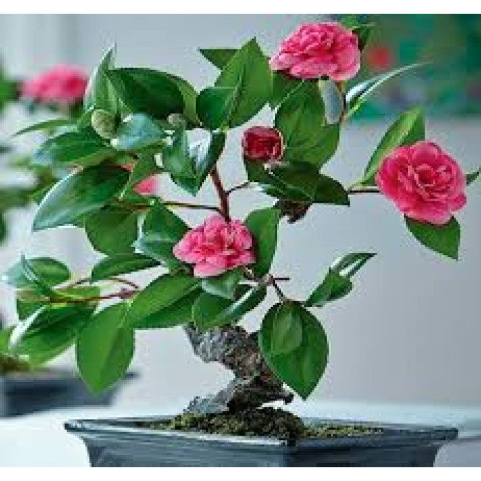 Камелия в Усть-Каменогорске