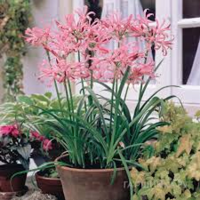 Нерине в Усть-Каменогорске