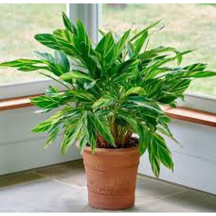 Альпиния в Усть-Каменогорске