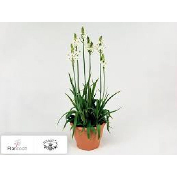 Орнитогалум в Усть-Каменогорске