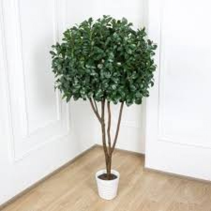 Рускус в Усть-Каменогорске